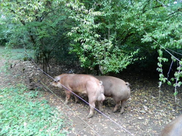 les-durocs-de-la-foret-et-popey-3