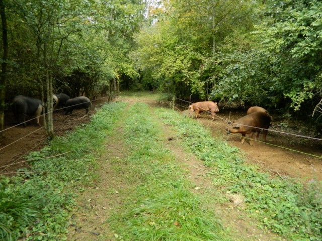 parcs-dans-la-foret-1