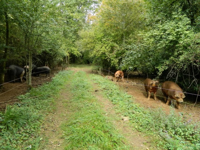 parcs-dans-la-foret-on-ne-melange-pas-les-race-pr-site