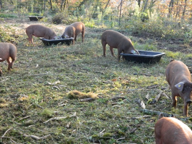 porcelets-duroc-1