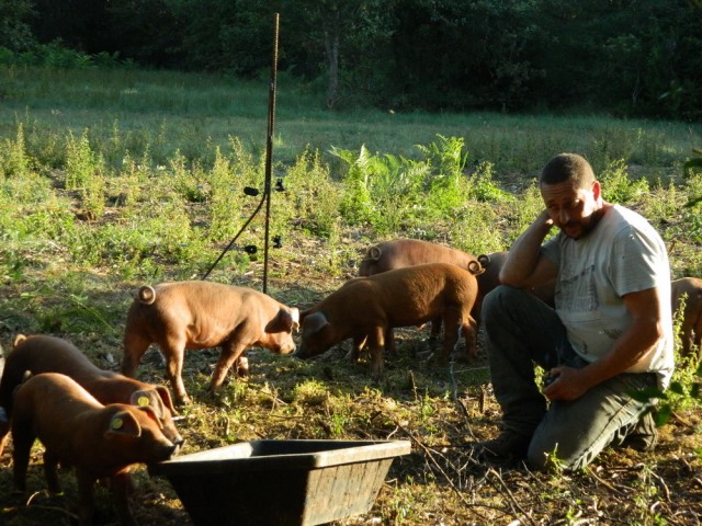 porcelets-durocs-au-chapiron-pr-site-2