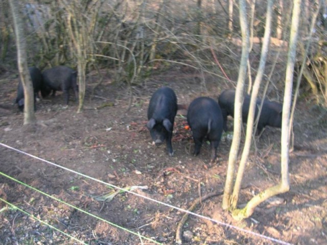 legumes-pour-les-gascons-pr-site