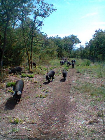 parc-du-bas-chapiron-pr-site-3