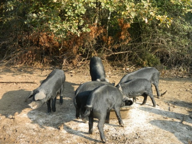 porcelets-chapiron-repas-pr-site