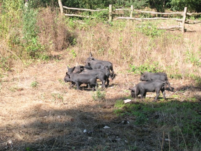 porcelets-en-vadrouille-pr-site