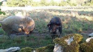 gaelle et nathalie1