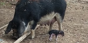 mangalitza gaelle et bb